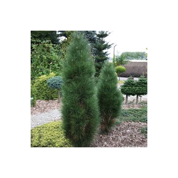 Pinus nigra'Green Tower'