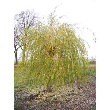 Salix sepulcralis'Chrysocoma'