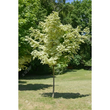 Acer platanoides'Drummondii'