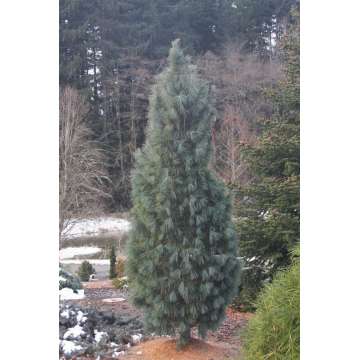 Pinus strobus'Bennets Fastigiate'
