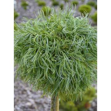 Pinus strobus'Green Twist'