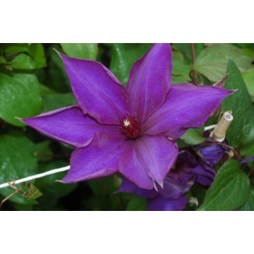 Clematis'Guiding Star'