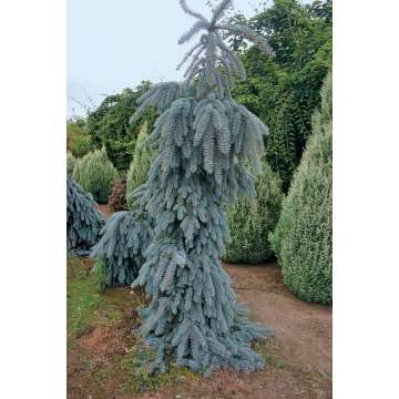 Picea pungens'The Blues'