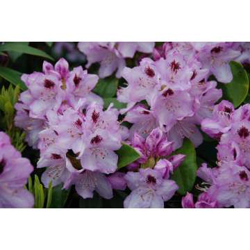 Rhododendron'Blue Jay'