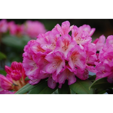 Rhododendron'Eucharities'