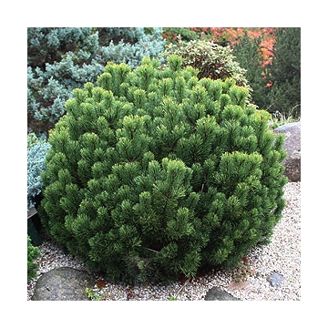 Pinus mugo'Pumilio'