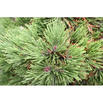 Pinus monticola'Undulata'