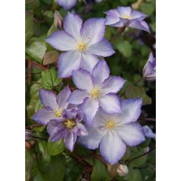Clematis'Lucky Charm'