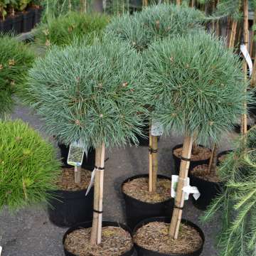 Pinus sylvestris'Chantry Blue'