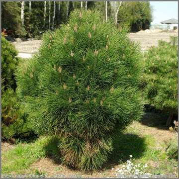 Pinus nigra'Rondello'
