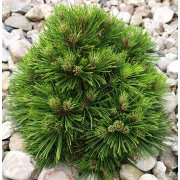 Pinus mugo'Benjamin'