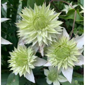 Clematis'Green Passion'