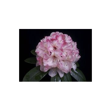 Rhododendron'Cassata'