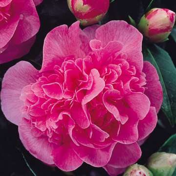 Camellia williamsii'Debbie'