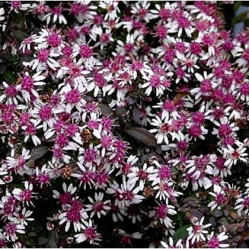 Aster lateriflorus'Lady in Black'
