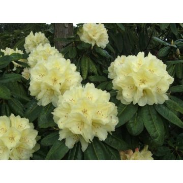 Rhododendron'Ehrengold'