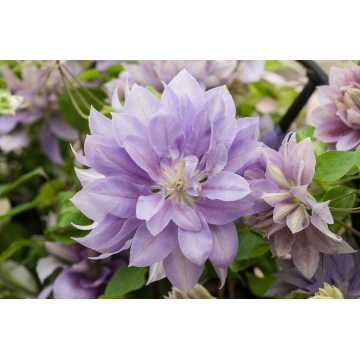 Clematis'Denny's Double'