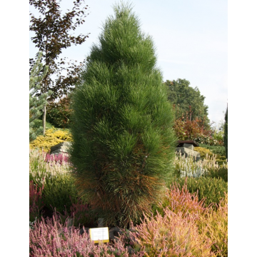 Pinus nigra'Pyramidalis'
