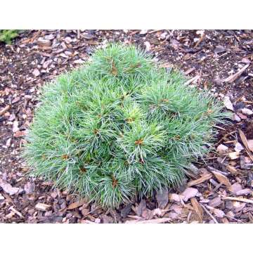 Pinus parviflora'Iona'