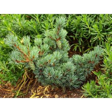Pinus parviflora'Kinpo'