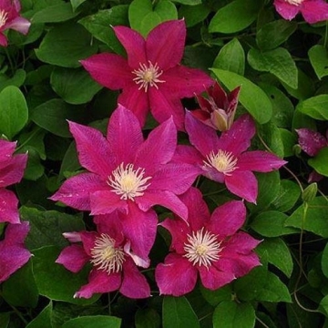 Clematis'Red Pearl'