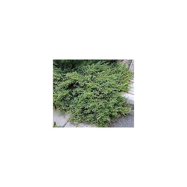 Juniperus communis'Ristol'