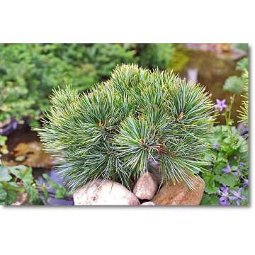 Pinus koraiensis'China boy'