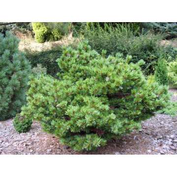 Pinus parviflora'Hagoromo'