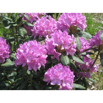 Rhododendron'English Roseum'