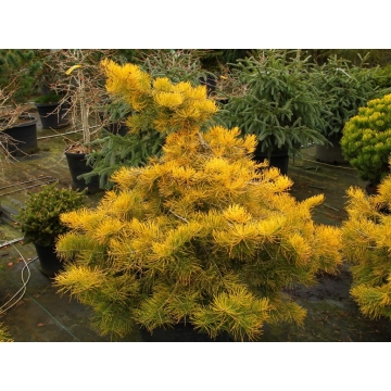 Abies concolor'Wintergold'