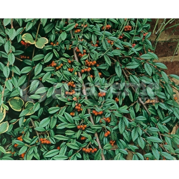 Cotoneaster salicifolius'Parkteppich'