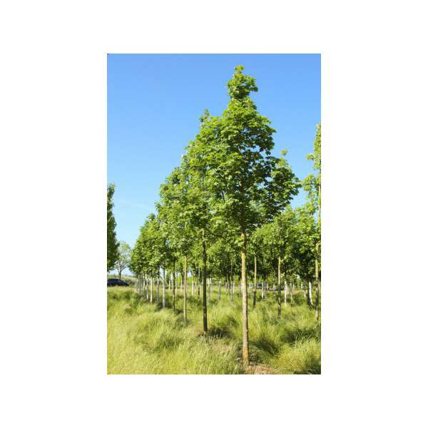 Acer pseudoplatanus'Bruchem'