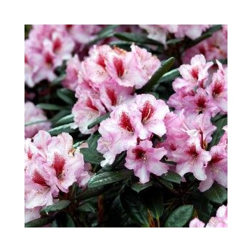 Rhododendron'Diadem'