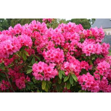 Rhododendron'Anna Rose Whitney'
