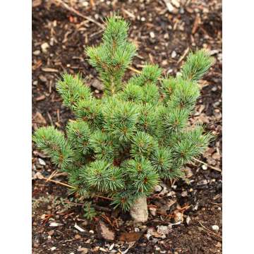 Pinus parviflora'Catharina Elizabeth'