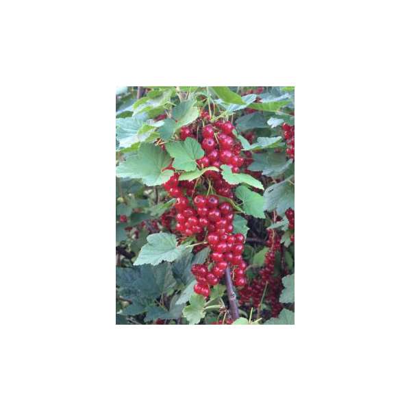 Rode Aalbes  (Ribes rubrum'Jonkheer van Tets')
