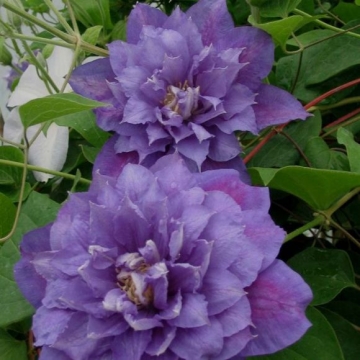 Clematis'Beauty of Worchester'