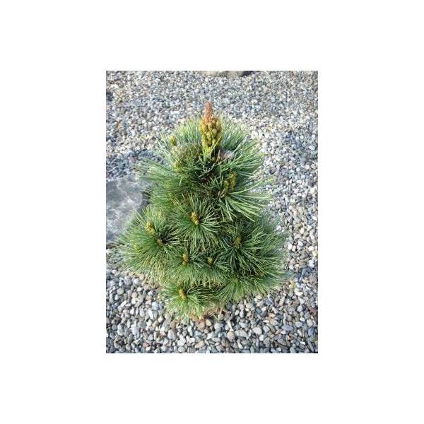 Pinus strobiformis'Loma Linda'