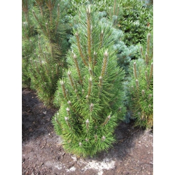Pinus nigra'Richard'