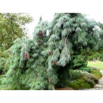 Pinus monticola'Pendula'