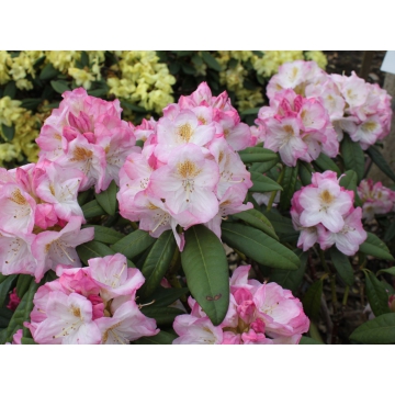 Rhododendron'Brigitte'