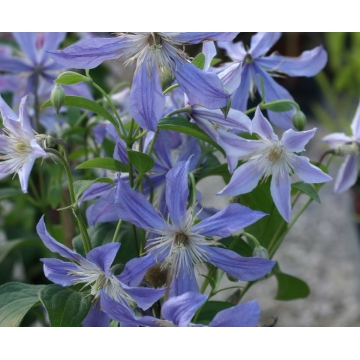 Clematis'Blue River'