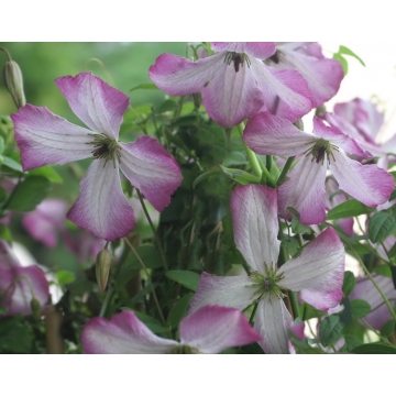 Clematis'I Am Lady Q'