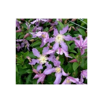Clematis'East River'