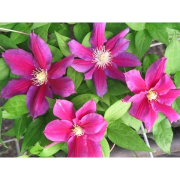 Clematis'Hania'
