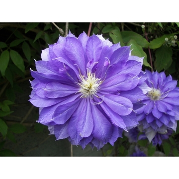 Clematis'Countess of Lovelace'