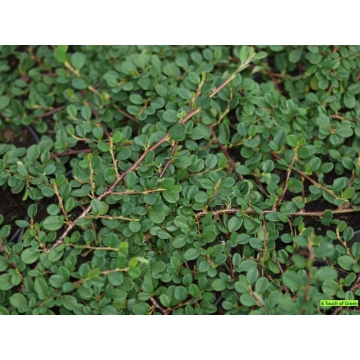 Cotoneaster salicifolius'Green Carpet'