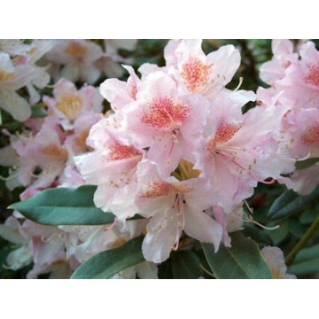 Rhododendron'Cunningham's Blush'