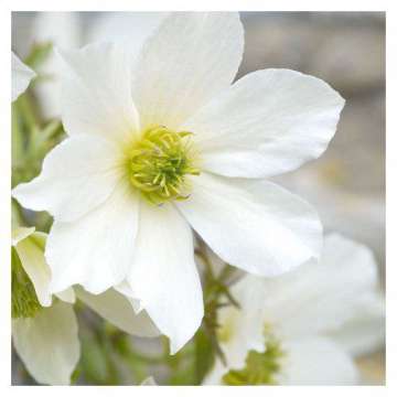 Clematis'Early Sensation'
