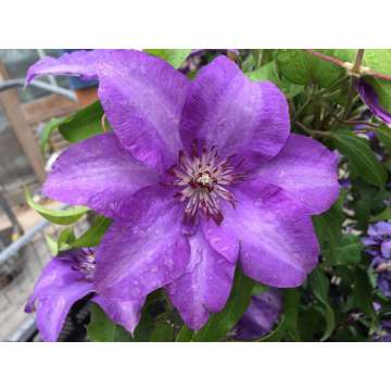 Clematis'Esther'
